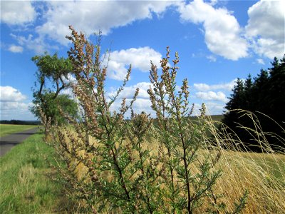 Beifuß (Artemisia vulgaris) zwischen Kennfus und Bad Bertrich