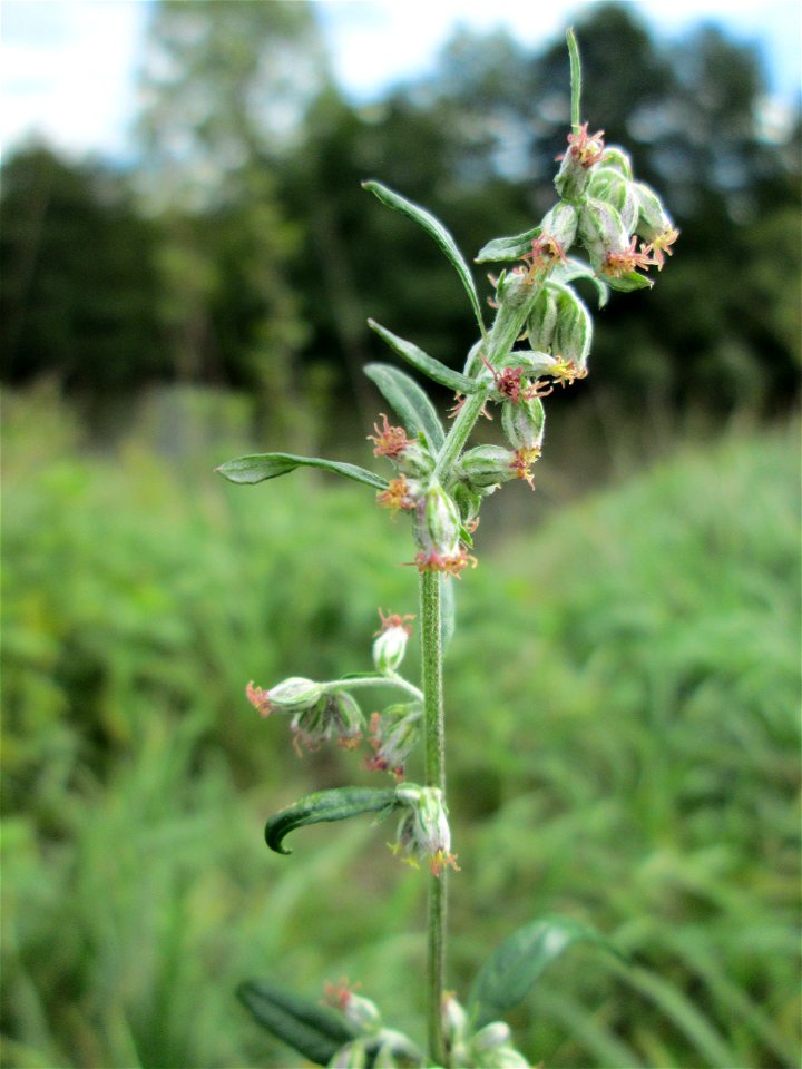 Beifuß (Artemisia vulgaris) an der Saaraue Grosbliederstroff