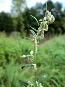 Beifuß (Artemisia vulgaris) an der Saaraue Grosbliederstroff photo
