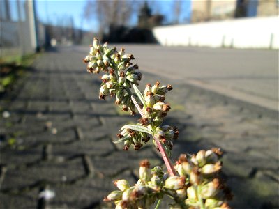 Gewöhnlicher Beifuß (Artemisia vulgaris) in Brebach