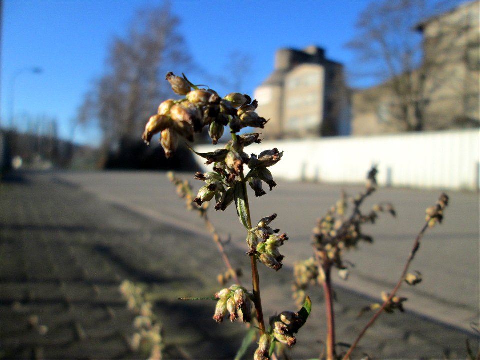 Gewöhnlicher Beifuß (Artemisia vulgaris) in Brebach