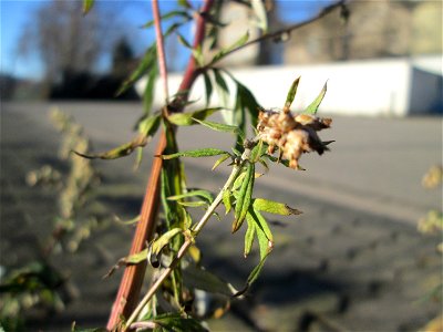 Gewöhnlicher Beifuß (Artemisia vulgaris) in Brebach photo