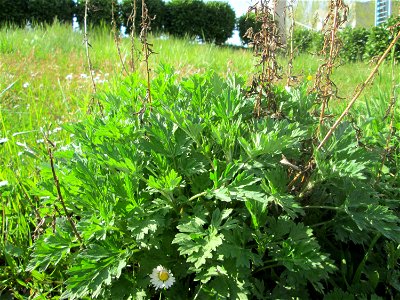 Beifuß (Artemisia vulgaris) nahe der Saar in Saarbrücken