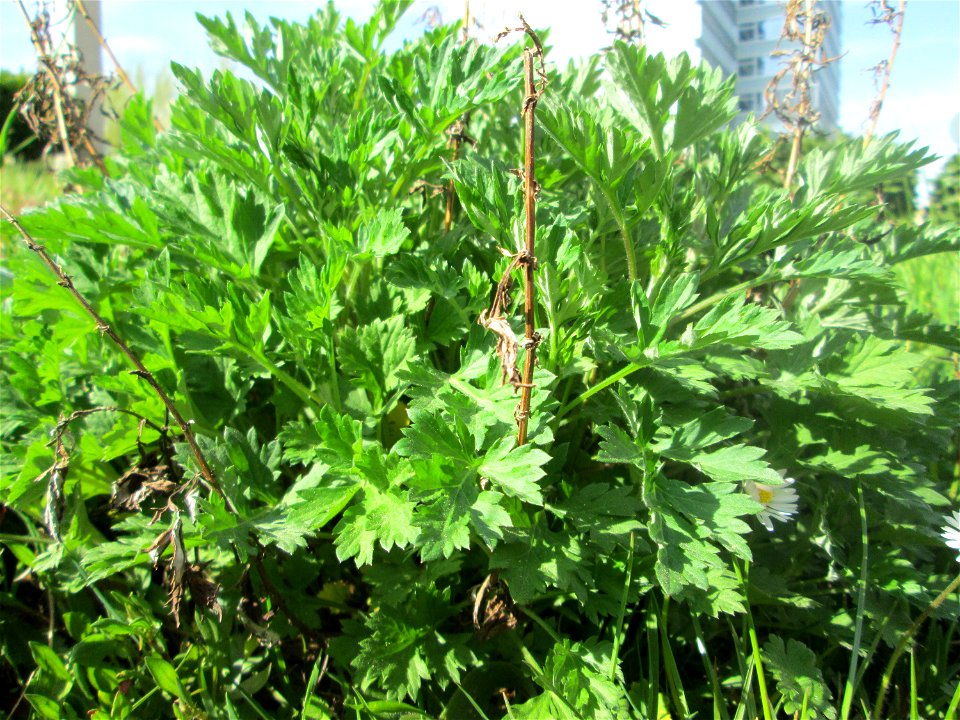 Beifuß (Artemisia vulgaris) nahe der Saar in Saarbrücken
