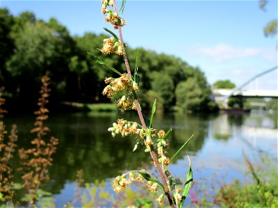 Beifuß (Artemisia vulgaris) an der Saar im Naturschutzgebiet "St. Arnualer Wiesen"