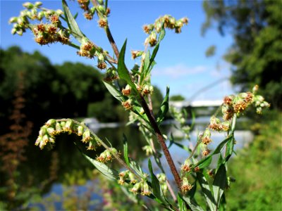 Beifuß (Artemisia vulgaris) an der Saar im Naturschutzgebiet "St. Arnualer Wiesen" photo