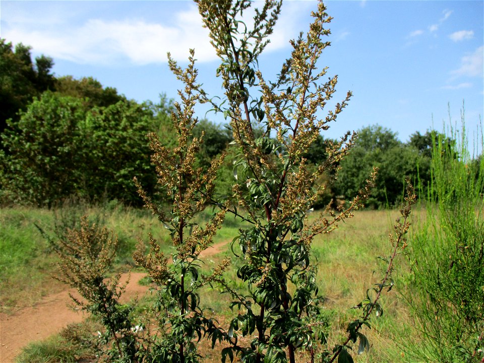 Gewöhnlicher Beifuß (Artemisia vulgaris) in einer Heidelandschaft in Brebach