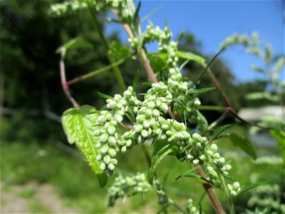 Gewöhnlicher Beifuß (Artemisia vulgaris) am Wickersberg bei Ensheim