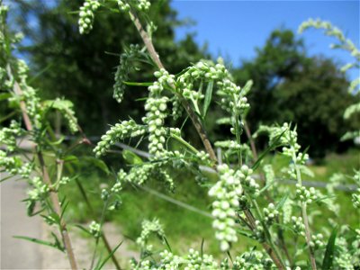 Gewöhnlicher Beifuß (Artemisia vulgaris) am Wickersberg bei Ensheim photo