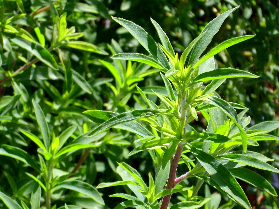 Artemisia verlotiorum close up Campo de Calatrava, Spain
