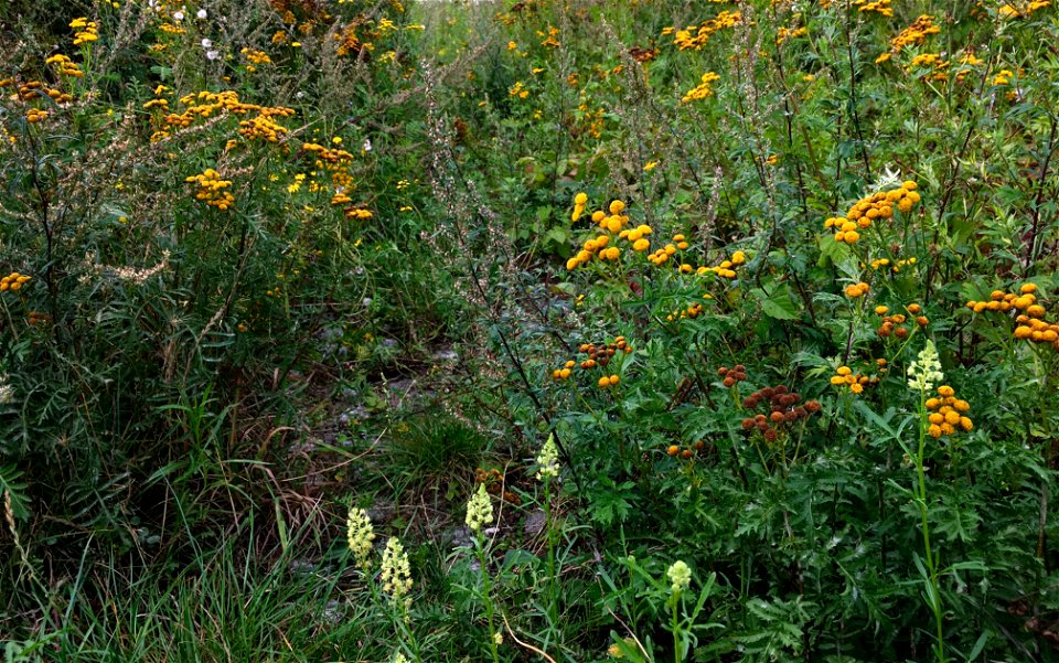 Een ruderale ruigtevegetatie, uit de klasse van de ruderale gemeenschappen (Artemisietea vulgaris). Hier met onder andere bijvoet (Artemisia vulgaris), boerenwormkruid (Tanacetum vulgare) en wilde res