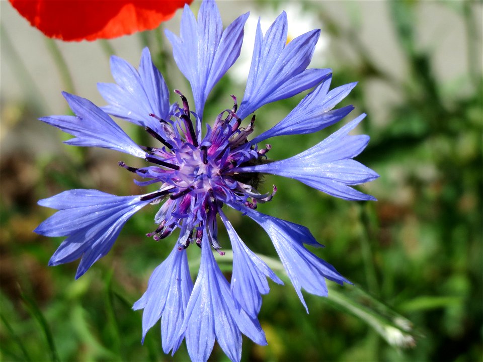 Kornblume (Centaurea cyanus) bei Hockenheim photo