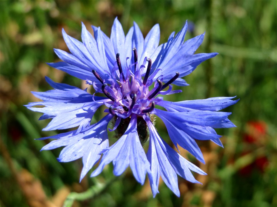 Kornblume (Centaurea cyanus) bei Hockenheim