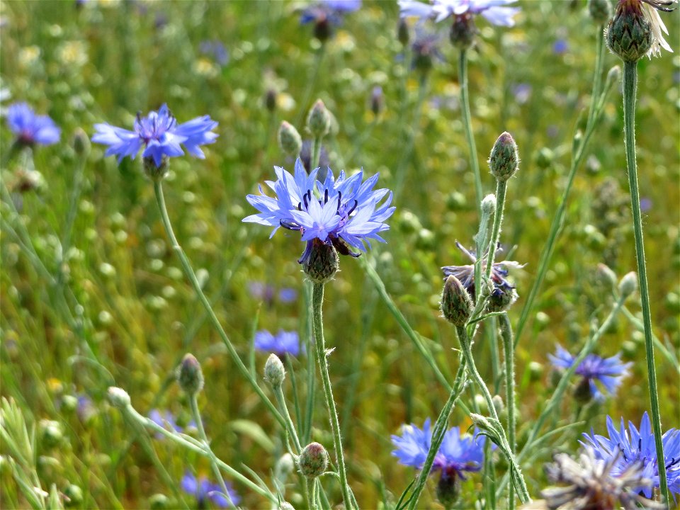 Kornblume (Centaurea cyanus) bei Hockenheim