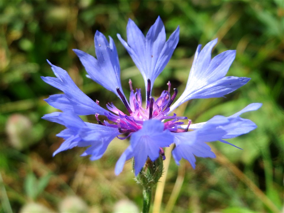 Kornblume (Centaurea cyanus) bei Reilingen photo