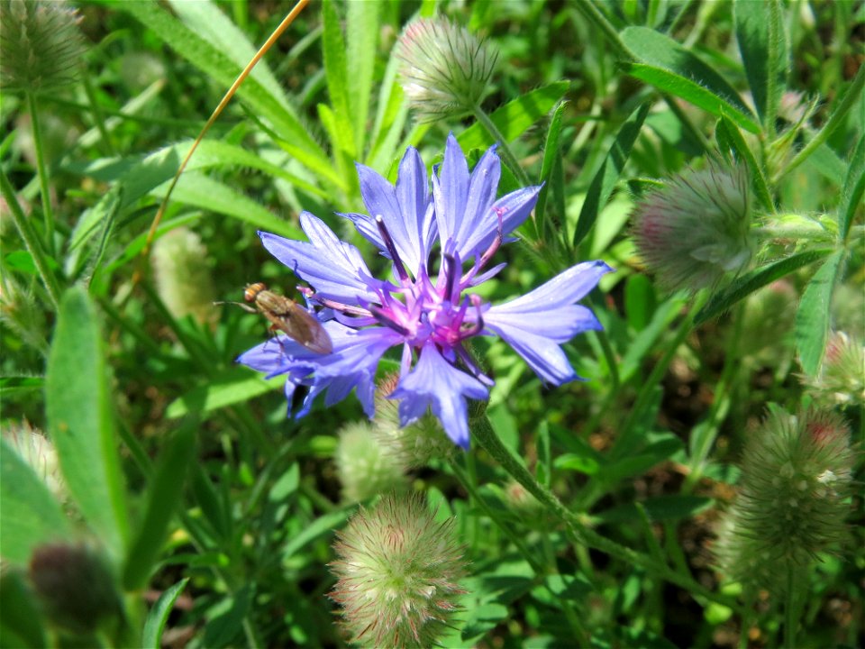 Kornblume (Centaurea cyanus) bei Reilingen