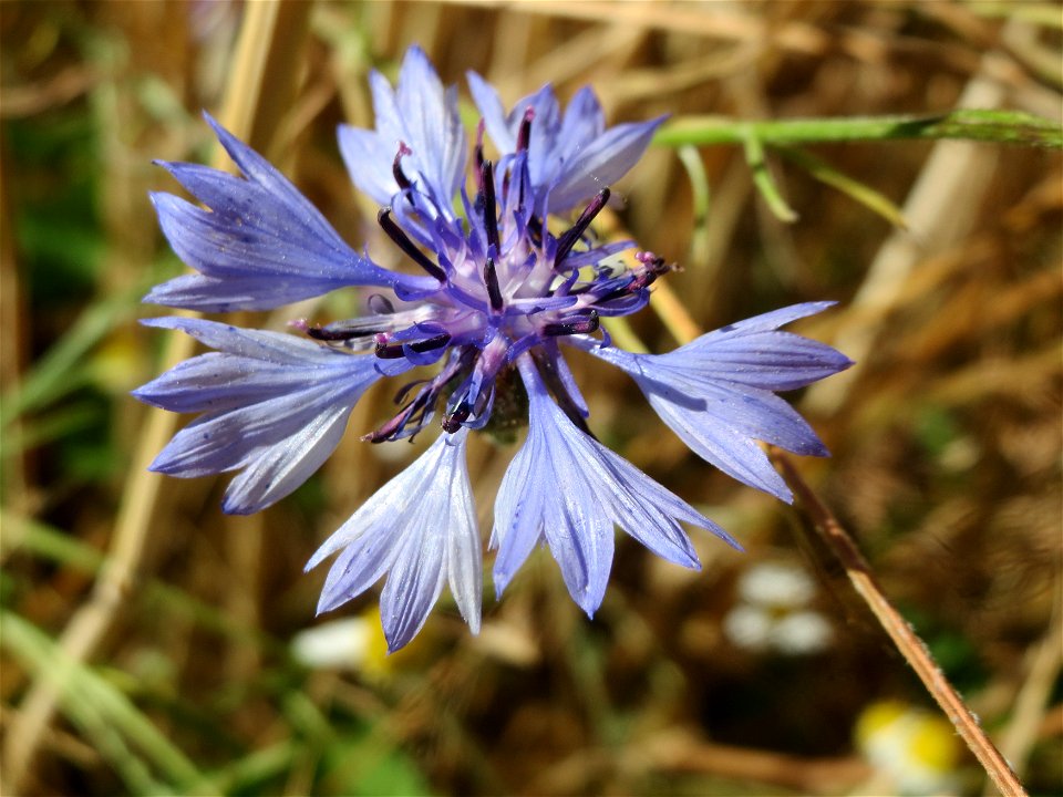 Kornblume (Centaurea cyanus) bei Reilingen