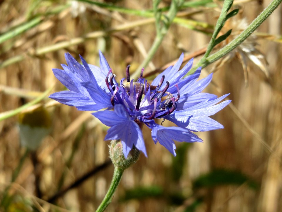 Kornblume (Centaurea cyanus) bei Reilingen