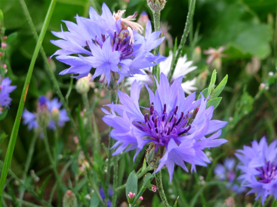 Kornblume (Centaurea cyanus) bei Wiesbaden-Nordenstadt
