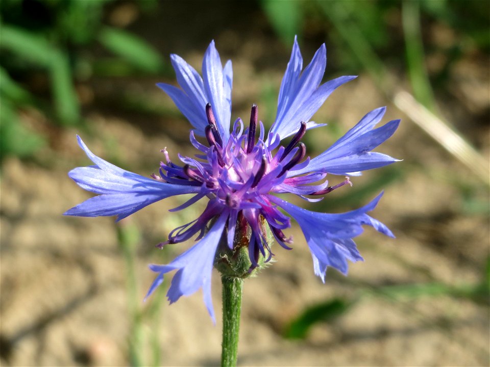Kornblume (Centaurea cyanus) in Hockenheim
