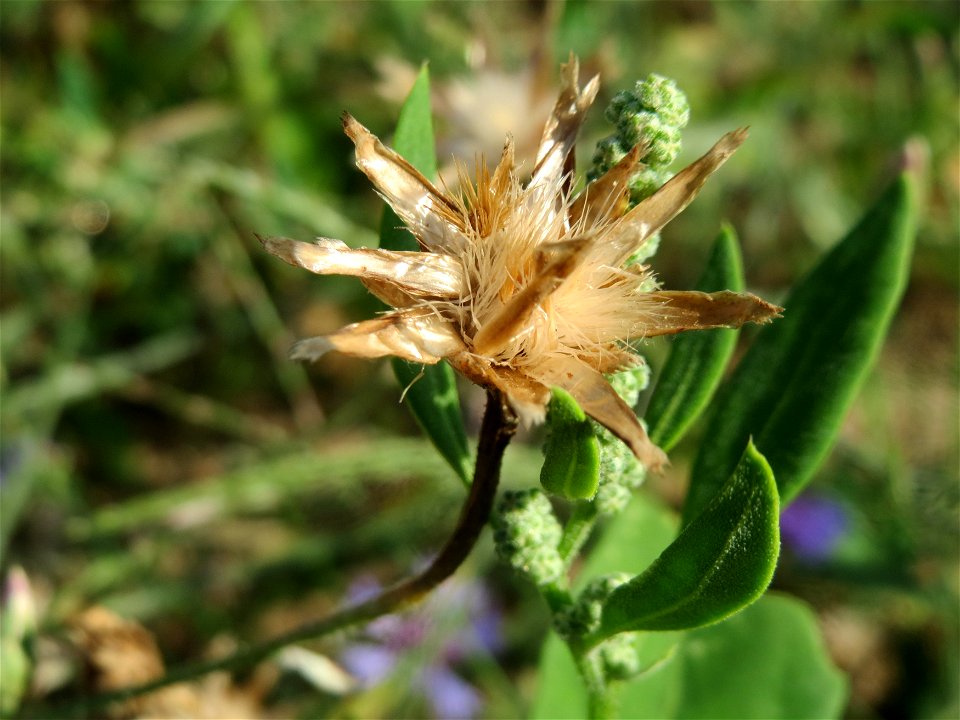 Kornblume (Centaurea cyanus) in Hockenheim