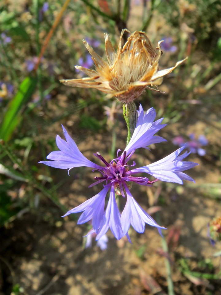 Kornblume (Centaurea cyanus) in Hockenheim
