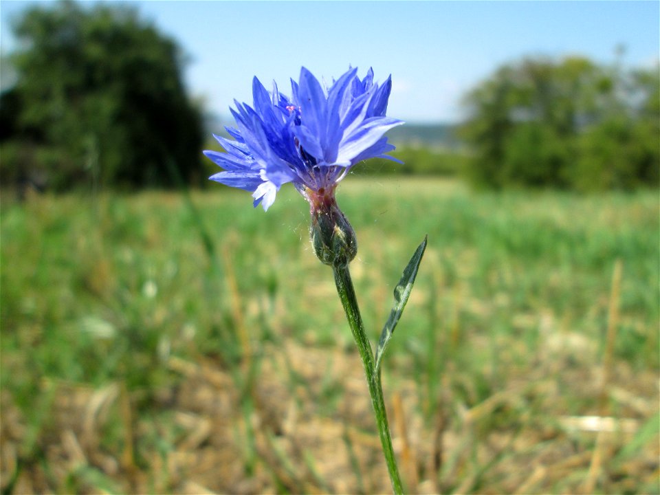 Kornblume (Centaurea cyanus) auf einer Streuobstwiese oberhalb von Güdingen