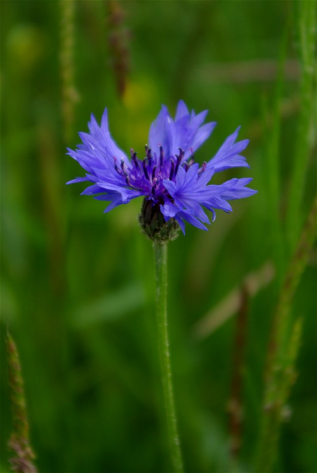 Kornblume (Centaurea cyanus) am Pilgerweg von Bad Staffelstein zur Basilika Vierzehnheiligen