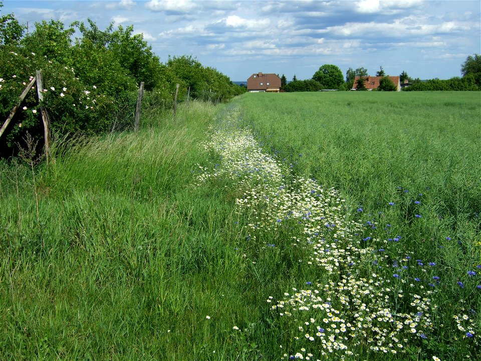 Blooming strip with chamomiles and corn flowers as field margin near Booßen, Frankfurt (Oder), Germany.