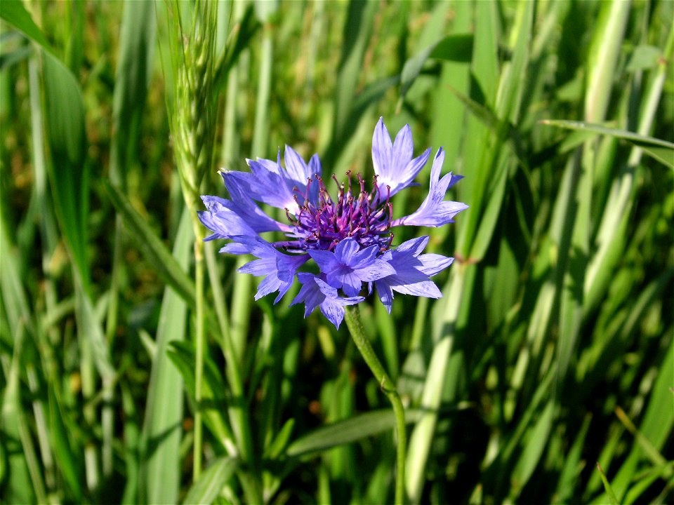 Centaurea cyanus