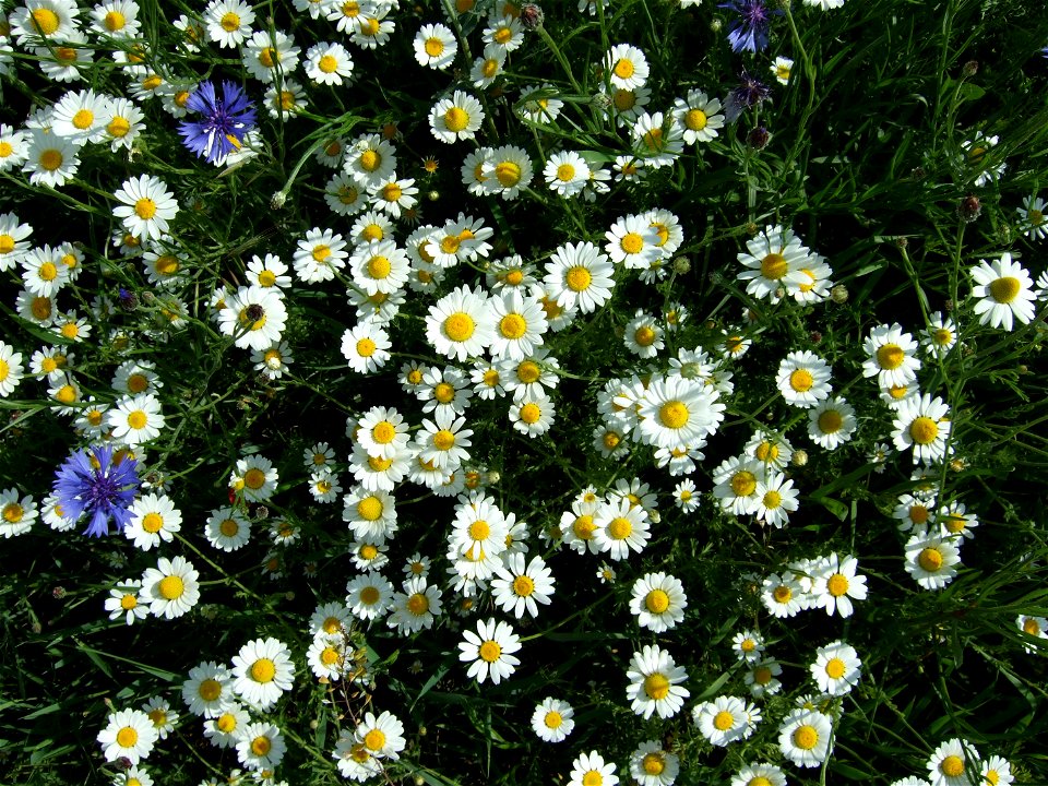 Chamomiles and corn flowers on a blooming strip as field margin near Booßen, Frankfurt (Oder), Germany.