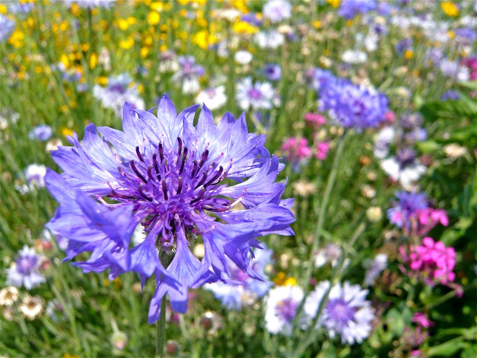 Centaurea cyanus

	 ヤグルマギク（矢車菊） - 所沢市内で撮影