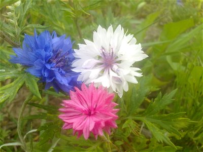 Drei Farbvariationen der Kornblume: Blau, Weiss, Rosa photo