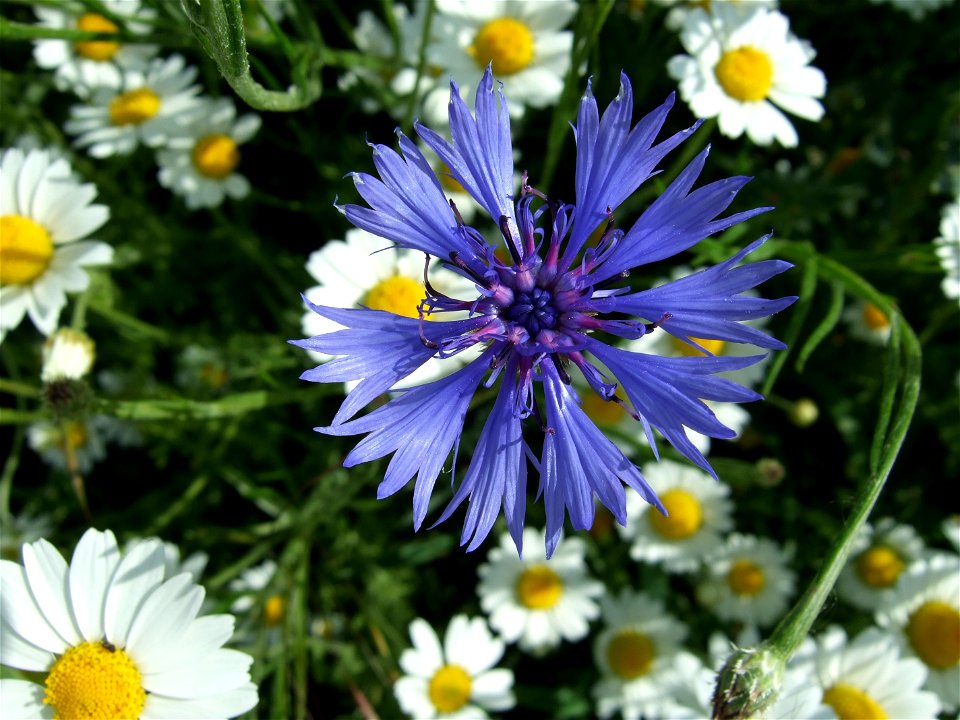 Corn flower (Centaurea cyanus) with background of probably Tripleurospermum maritimum
on a blooming strip as field margin near Booßen, Frankfurt (Oder), Germany.