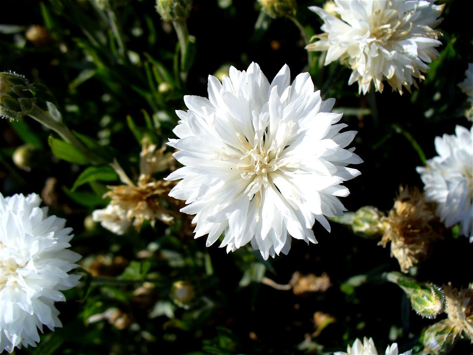 I am the originator of this photo. I hold the copyright. I release it to the public domain. This photo depicts a flower of a white cornflower, Centaurea cyanus. photo