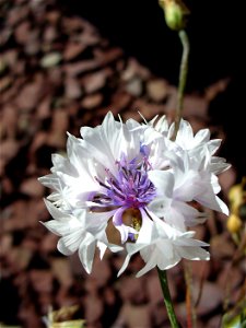 I am the originator of this photo. I hold the copyright. I release it to the public domain. This photo depicts flowers of a pale-flowered cultivar of Centaurea cyanus. photo