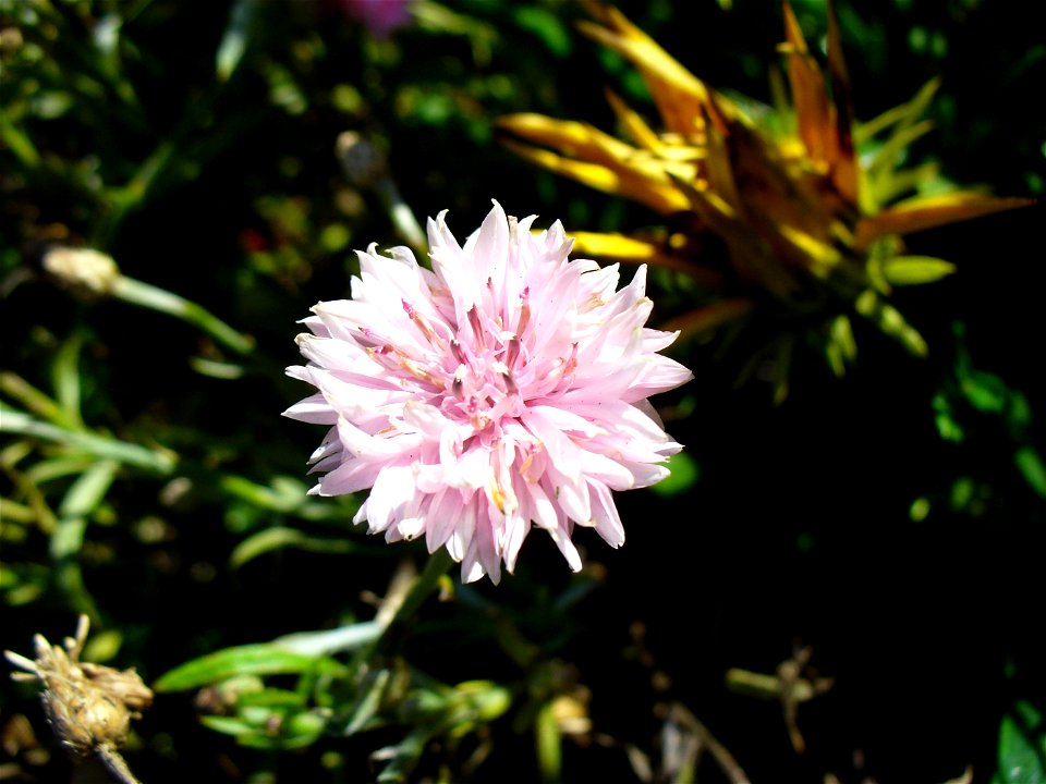 I am the originator of this photo. I hold the copyright. I release it to the public domain. This photo depicts a flower of a pink cornflower, Centaurea cyanus. photo