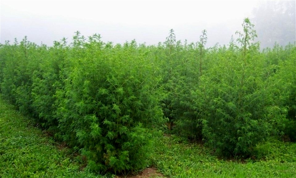 Artemisia annua crop in Beaver West Virginia