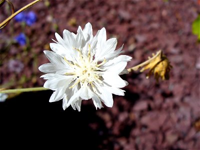 I am the originator of this photo. I hold the copyright. I release it to the public domain. This photo depicts flowers of a white-flowered cultivar of Centaurea cyanus. photo