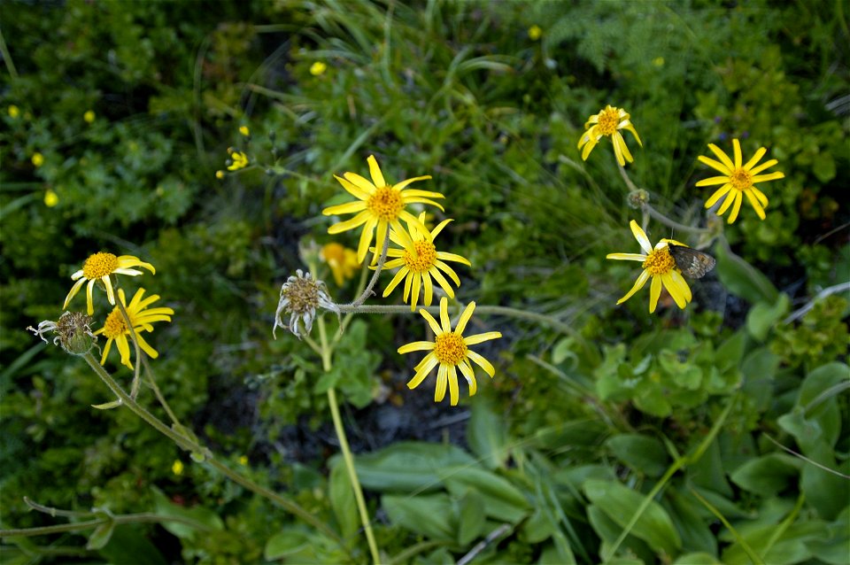 Spécimens d' Arnica montana (ou Arnica, selon son appellation courante).