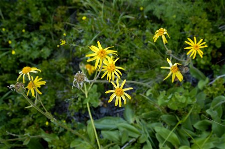 Spécimens d' Arnica montana (ou Arnica, selon son appellation courante).