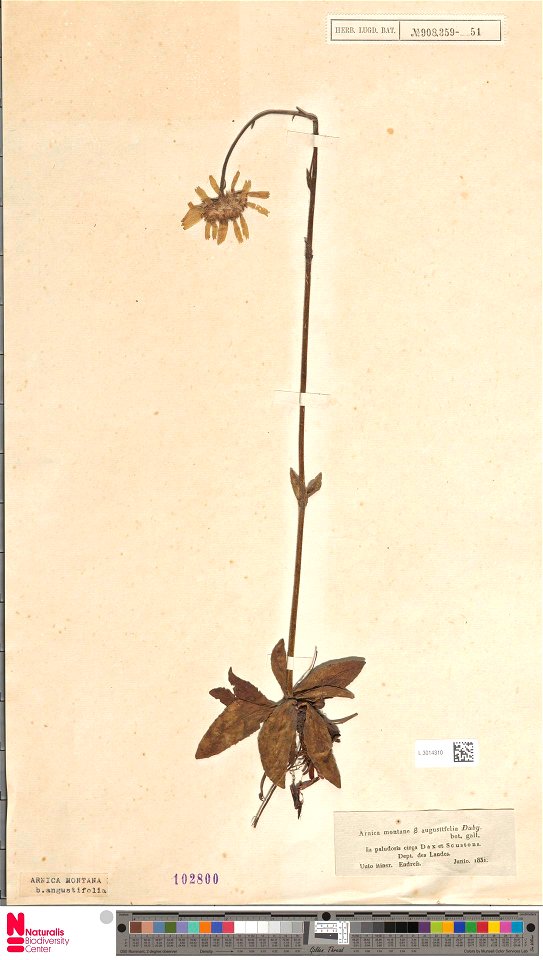 Arnica montana var. angustifolia Duby (Naturalis Herbarium specimen) : synonyms : Arnica montana subsp atlantica and Arnica montana var. atlantica
Registration number : L.3014310; colle