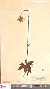Arnica montana var. angustifolia Duby (Naturalis Herbarium specimen) : synonyms : Arnica montana subsp atlantica and Arnica montana var. atlantica
Registration number : L.3014310; colle
