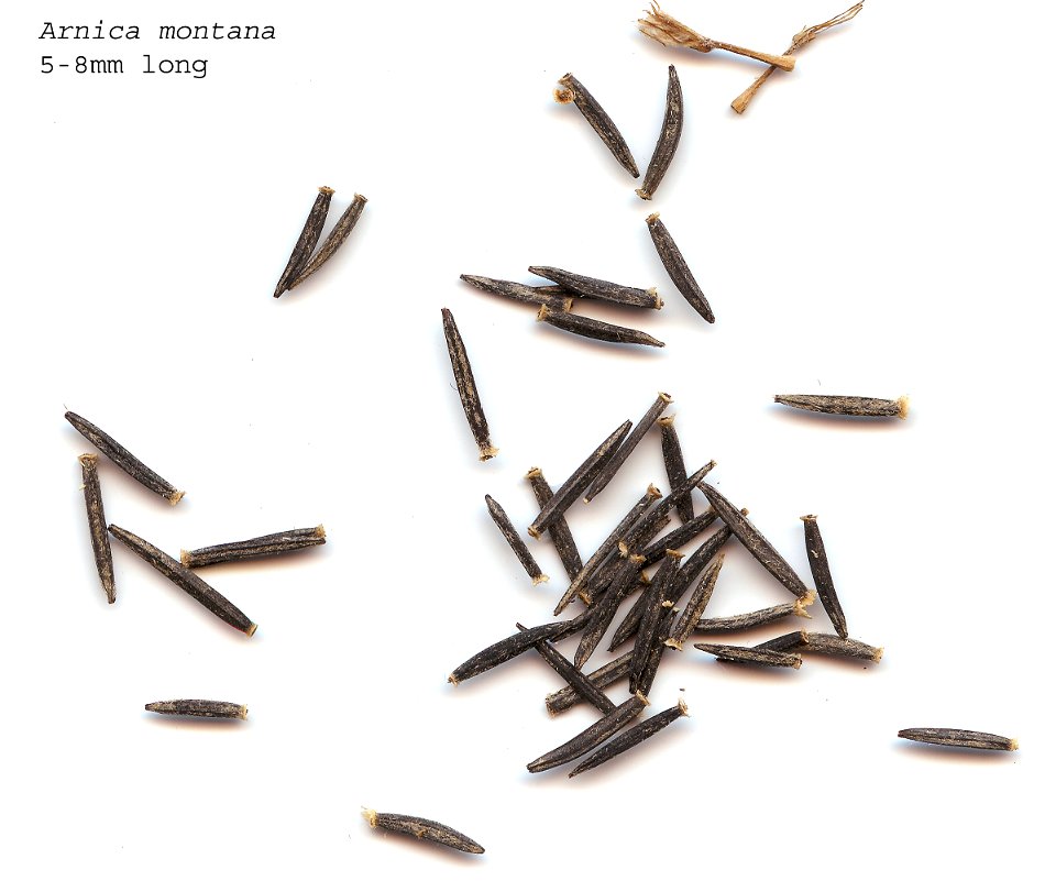 Self made scan of the seeds of Arnica montana, made 01/2008