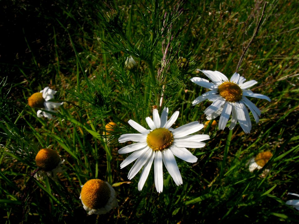 Blütenstand Kamille (Matricaria recutita) zwischen Kleinheringen und Rödigen