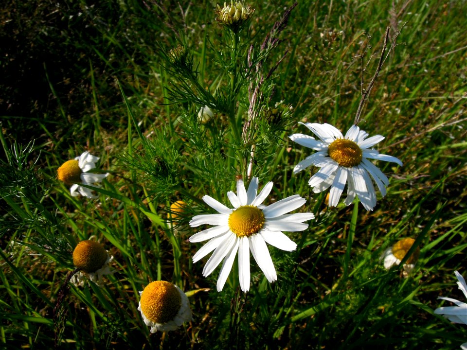 Blütenstand Kamille (Matricaria recutita) zwischen Kleinheringen und Rödigen