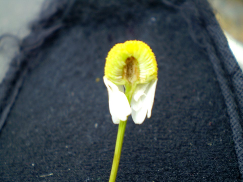 Chamomile,  Matricaria recutita