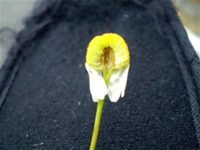 Chamomile,  Matricaria recutita
