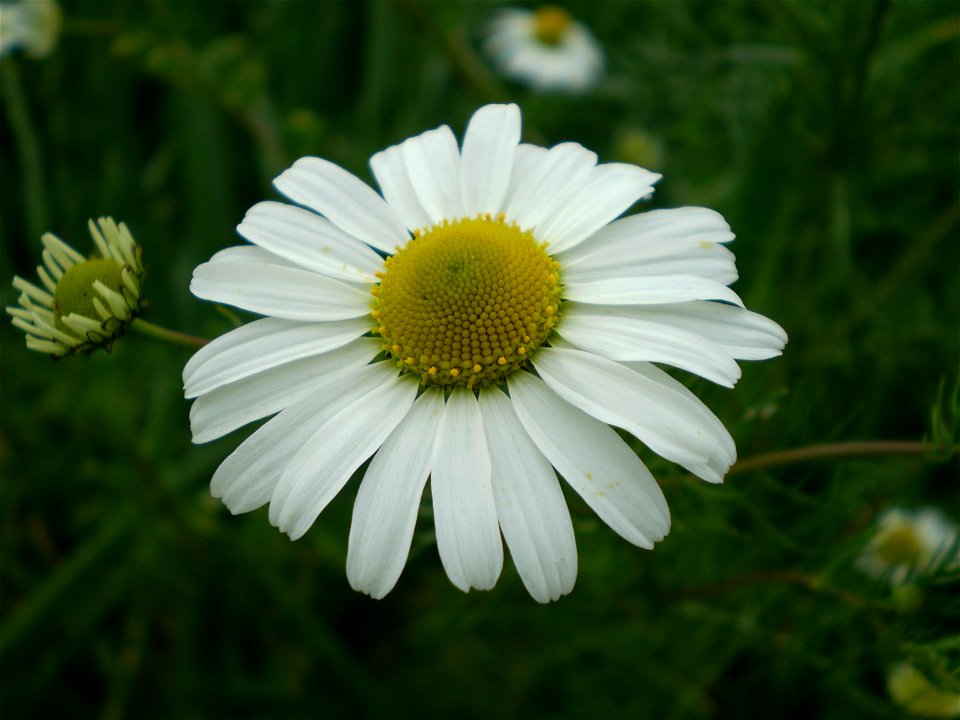 Chamomile,  Matricaria recutita