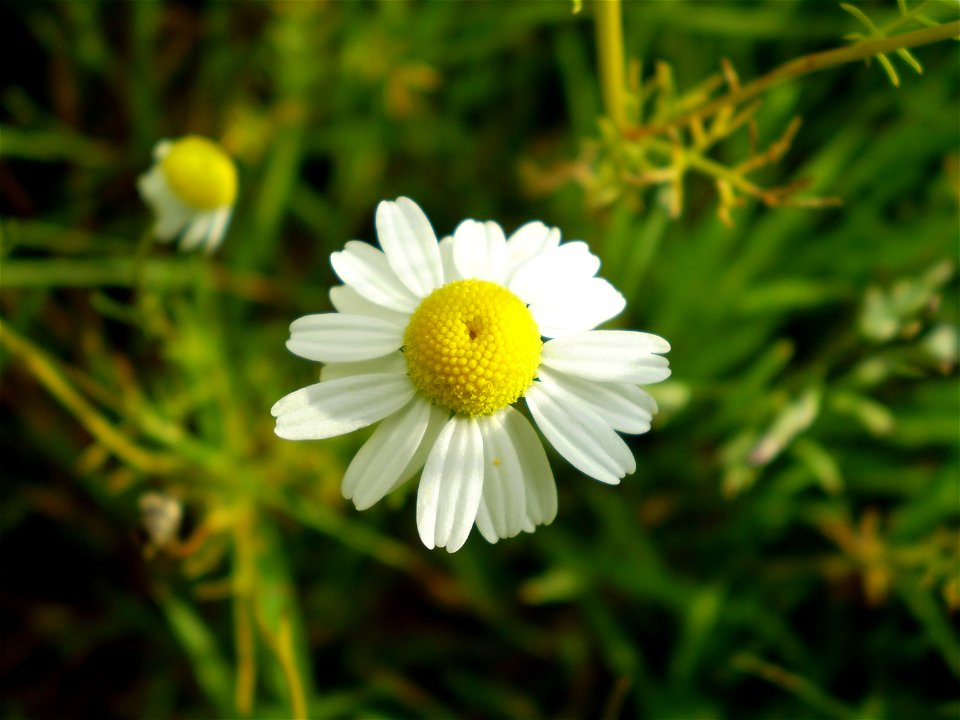 Chamomile,  Matricaria recutita